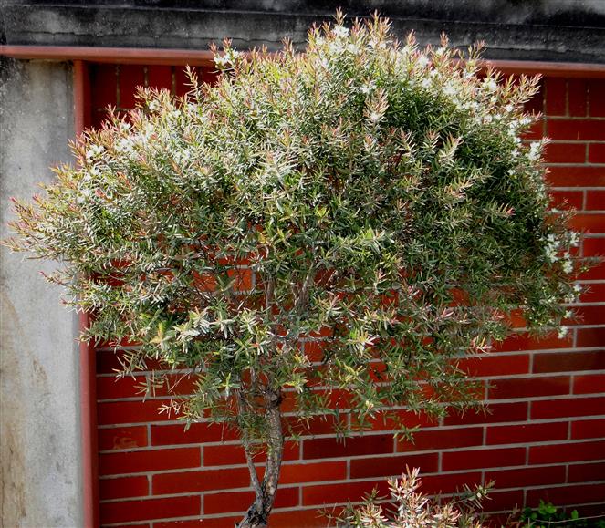 Melaleuca linerifolia